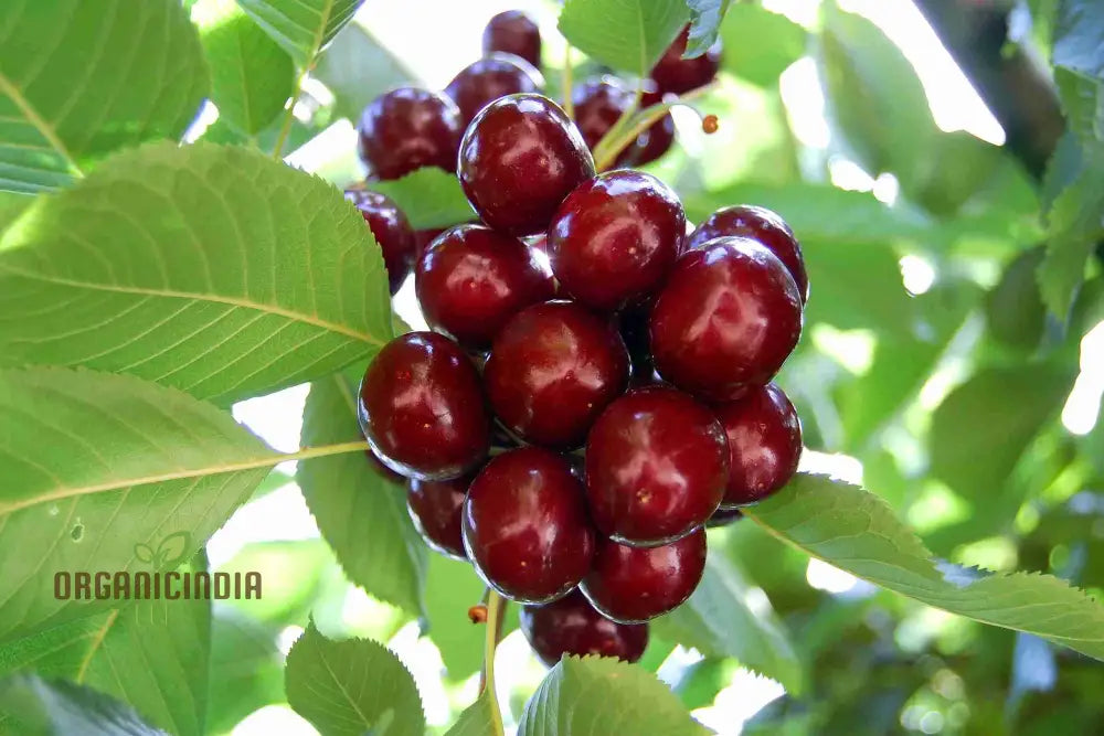 Cherry Lapins Seeds For Gardening Enthusiasts - Premium Quality Easy-To-Grow Fruit Home Gardeners