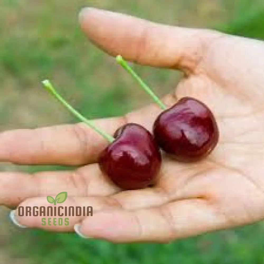 Cherry Lapins Seeds For Gardening Enthusiasts - Premium Quality Easy-To-Grow Fruit Home Gardeners