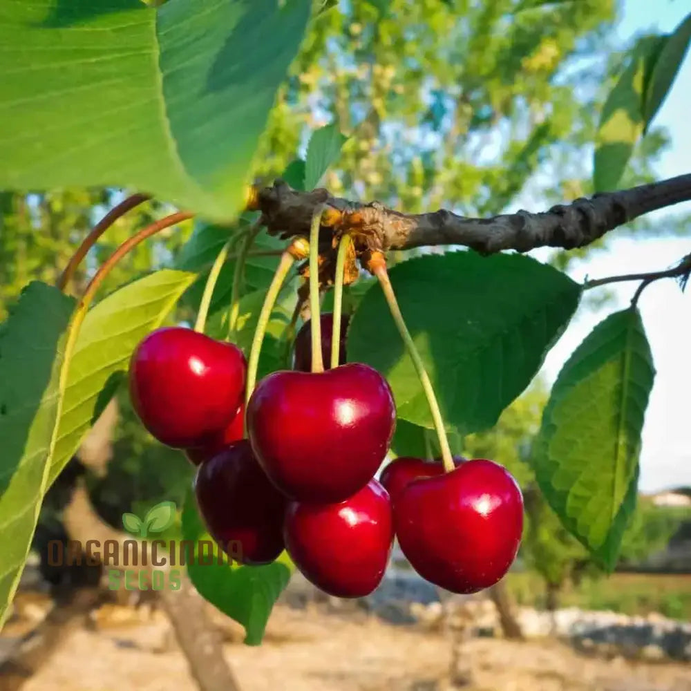 Cherry Lapins Seeds For Gardening Enthusiasts - Premium Quality Easy-To-Grow Fruit Home Gardeners