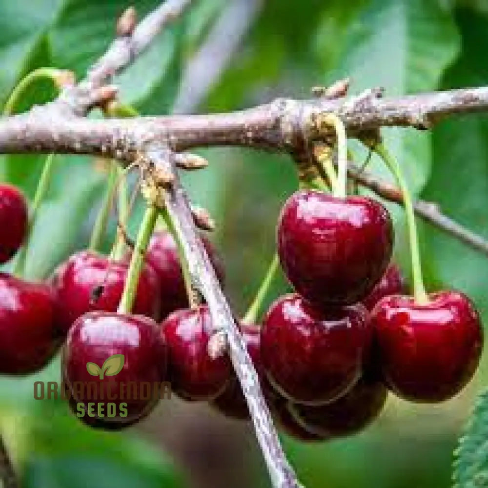 Cherry Lapins Seeds For Gardening Enthusiasts - Premium Quality Easy-To-Grow Fruit Home Gardeners