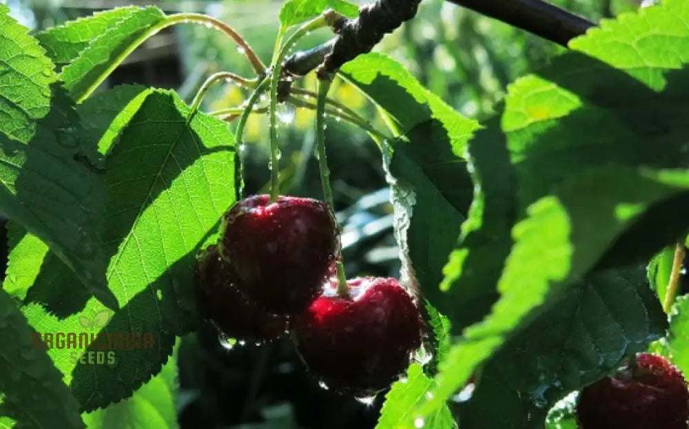 Cherry Picota Ambrunes Seeds For Exquisite Gardening | Rare Fruit Tree Home Gardeners