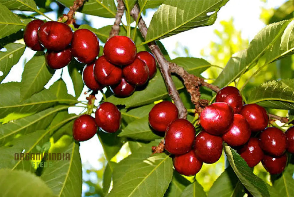 Cherry Picota Ambrunes Seeds For Exquisite Gardening | Rare Fruit Tree Home Gardeners