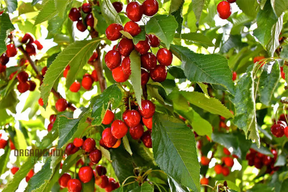 Cherry Picota Ambrunes Seeds For Exquisite Gardening | Rare Fruit Tree Home Gardeners