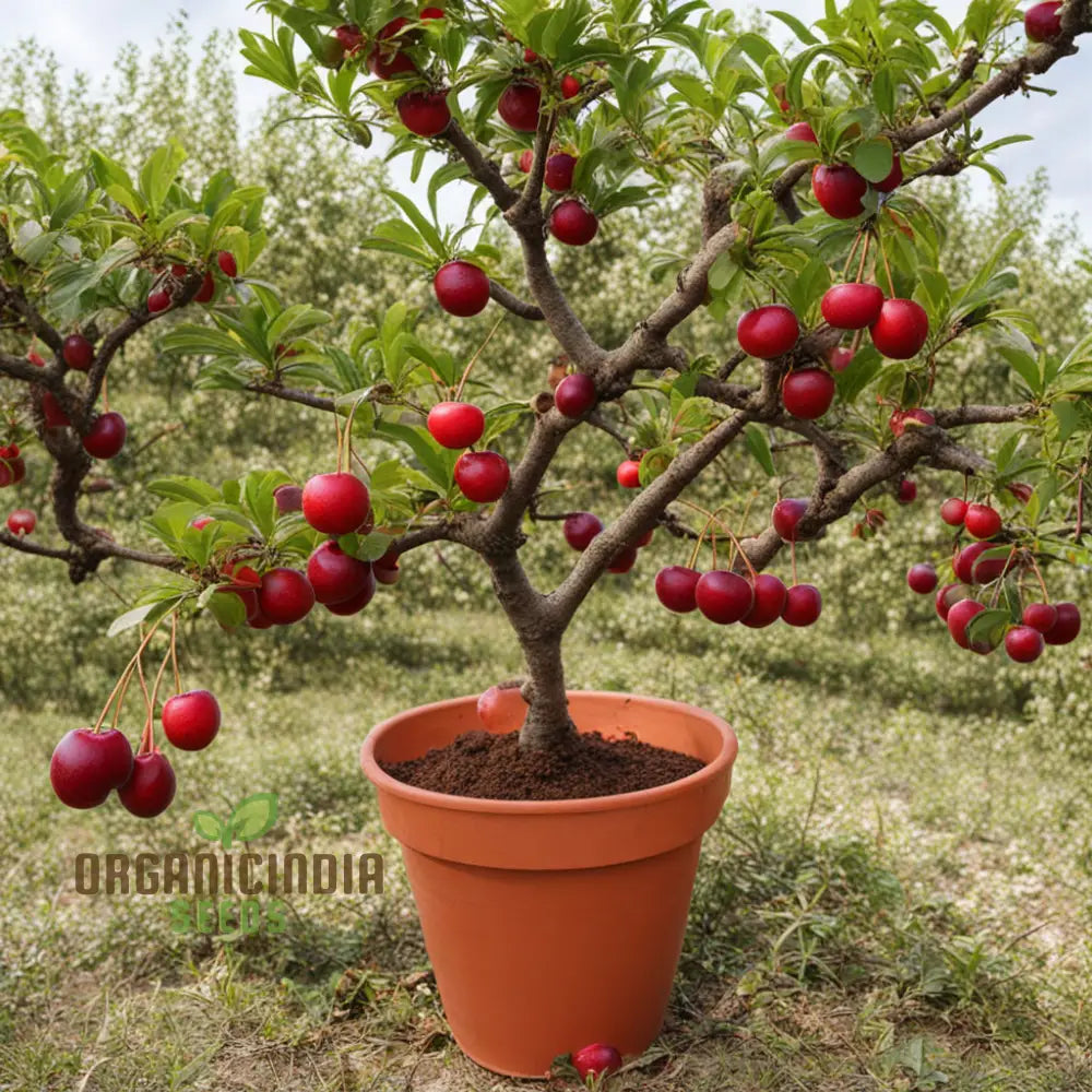 Cherry Plum Fruit Seeds For Planting Elevate Your Gardening With Premium