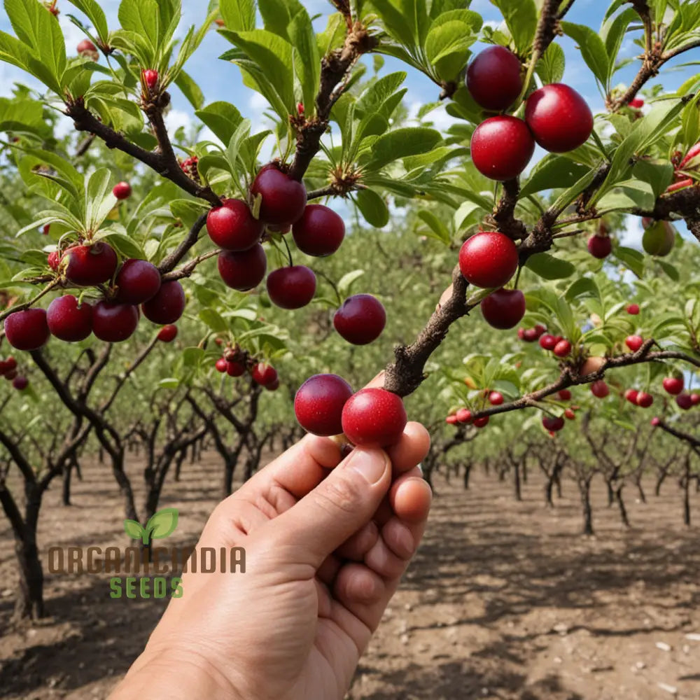 Cherry Plum Fruit Seeds For Planting Elevate Your Gardening With Premium