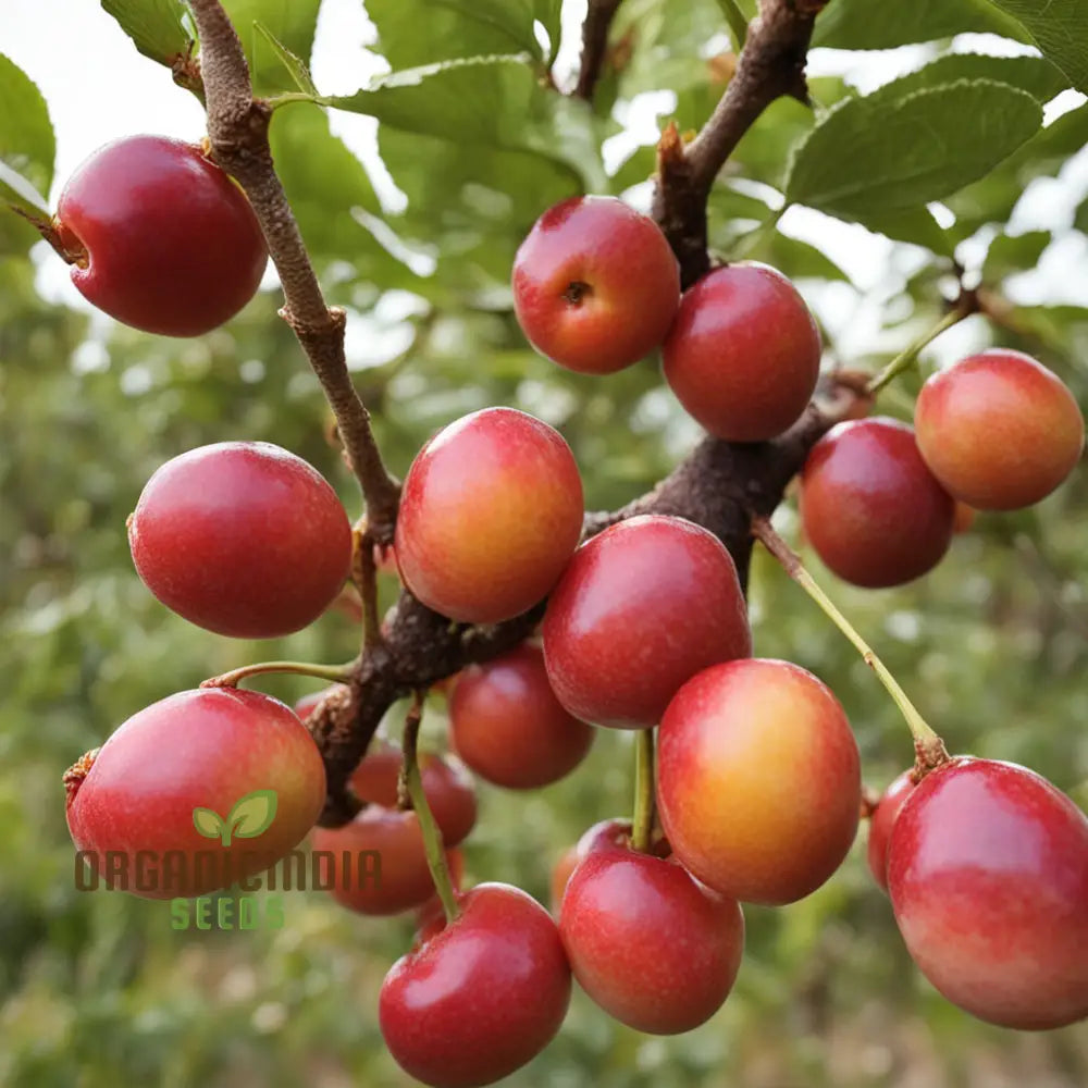 Cherry Plum Fruit Seeds For Planting Elevate Your Gardening With Premium