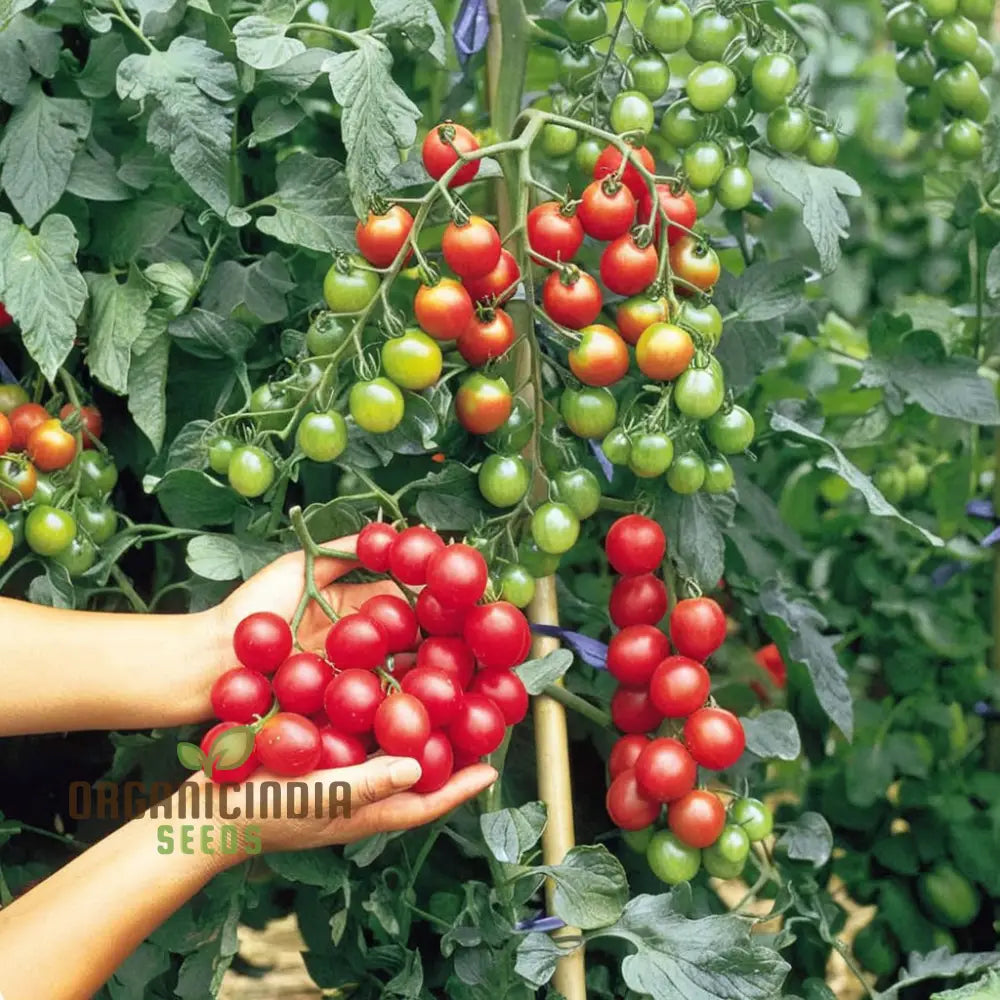 Cherry Tomato Rapunzel Seeds - Grow Abundant And Sweet Tomatoes