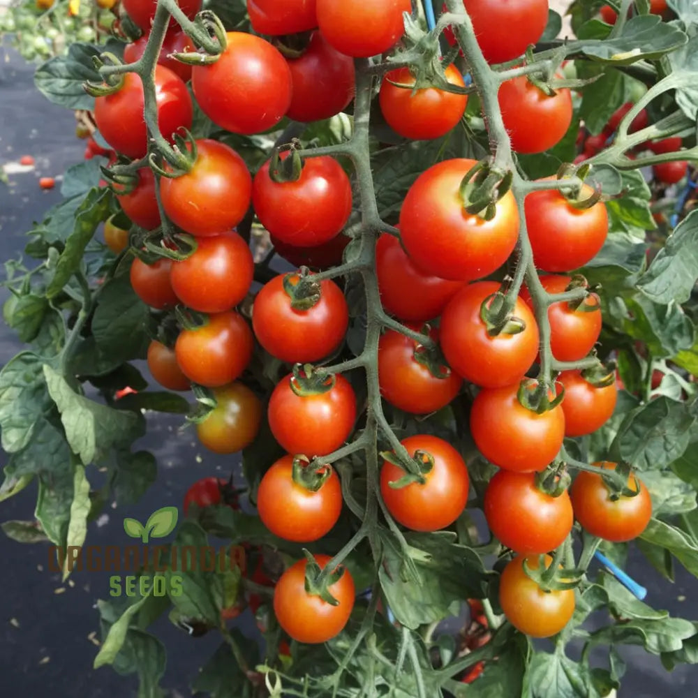 Cherry Tomato Rapunzel Seeds - Grow Abundant And Sweet Tomatoes