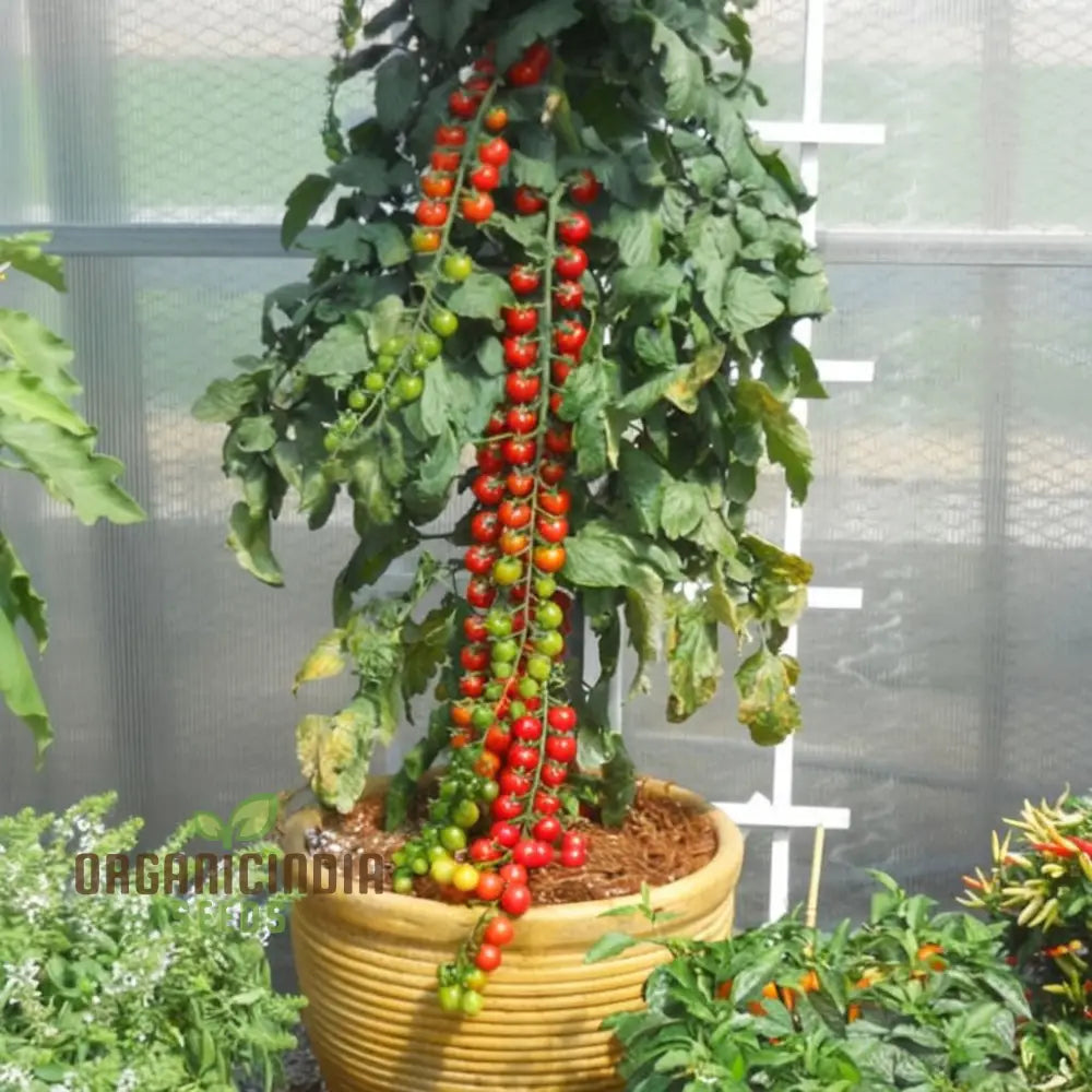 Cherry Tomato Rapunzel Seeds - Grow Abundant And Sweet Tomatoes