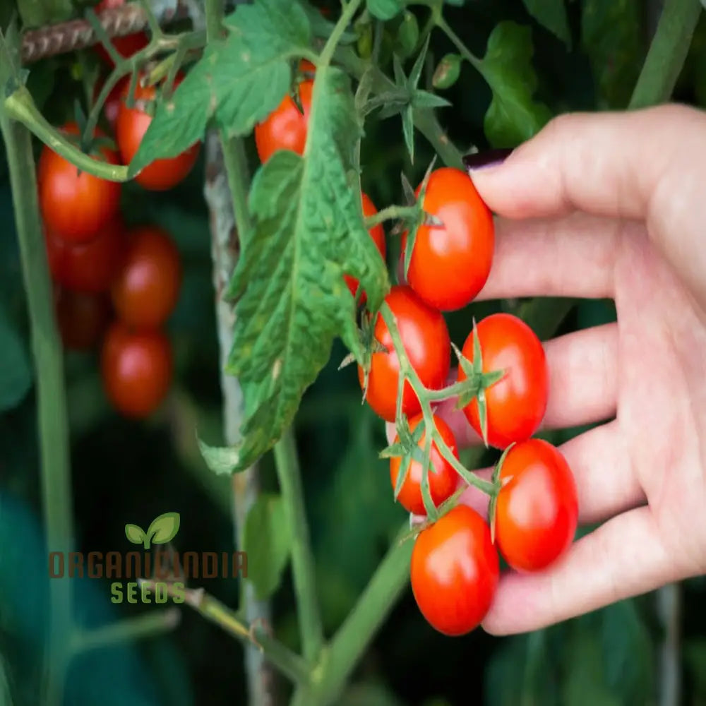 Cherry Tomato Vegetable Seeds - Sweet Juicy Tomatoes For Your Home Garden