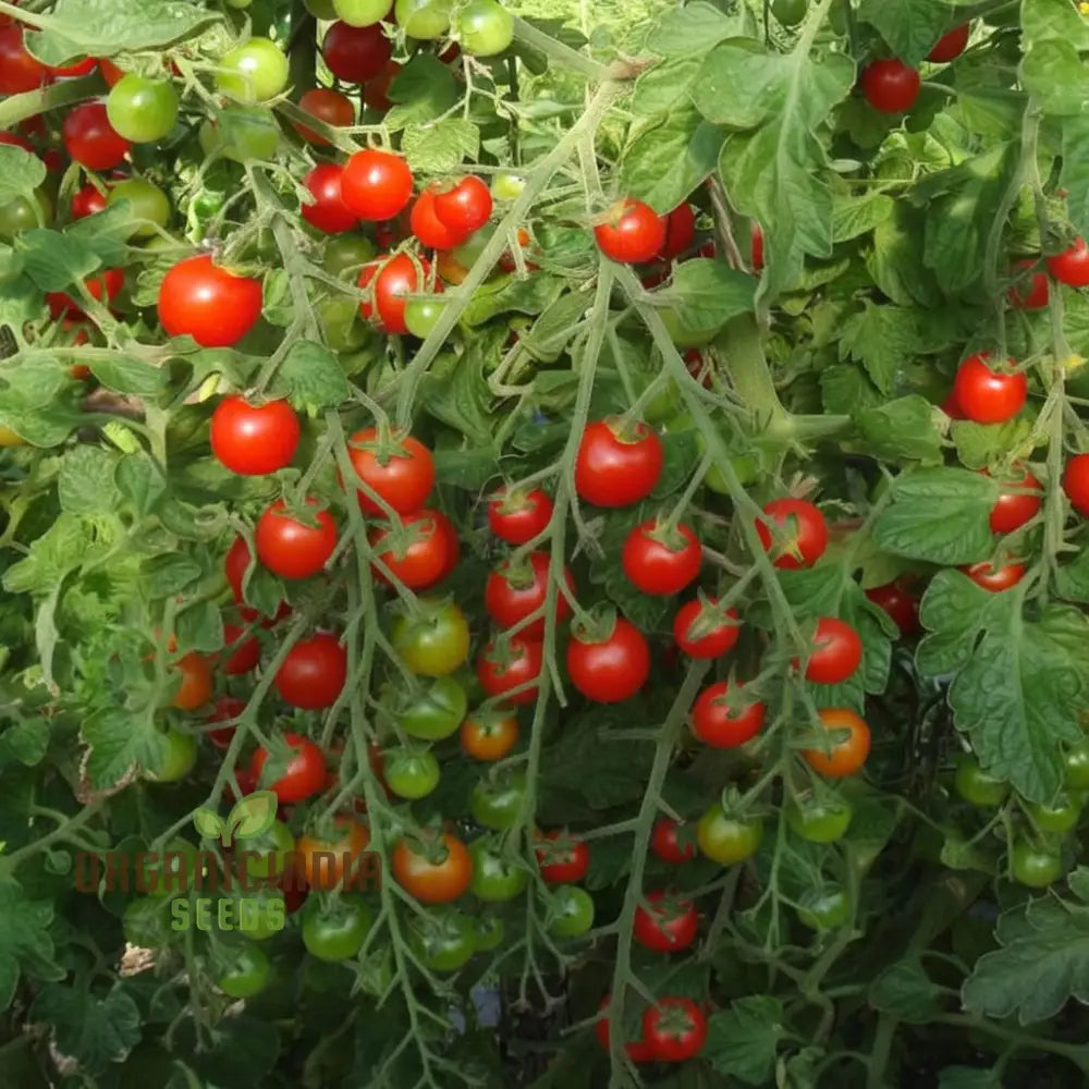 Cherry Tomato Vegetable Seeds - Sweet Juicy Tomatoes For Your Home Garden