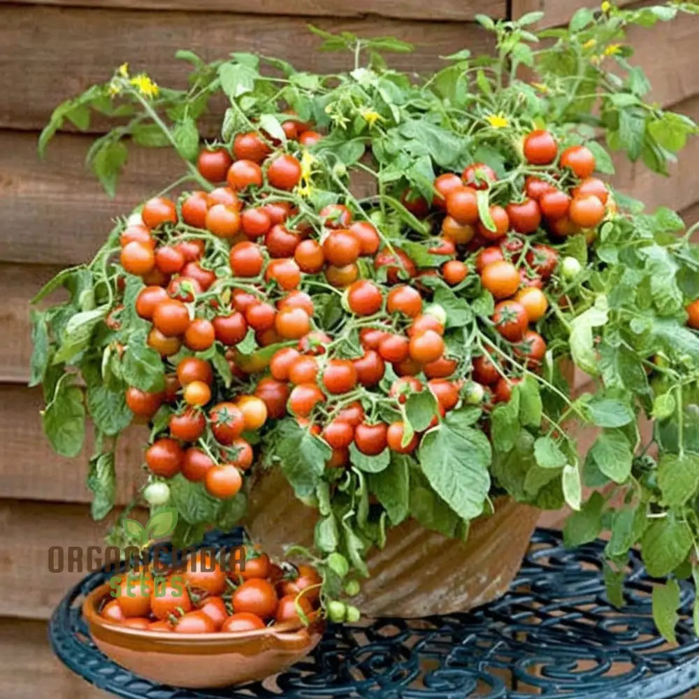 Cherry Tomato Vegetable Seeds - Sweet Juicy Tomatoes For Your Home Garden