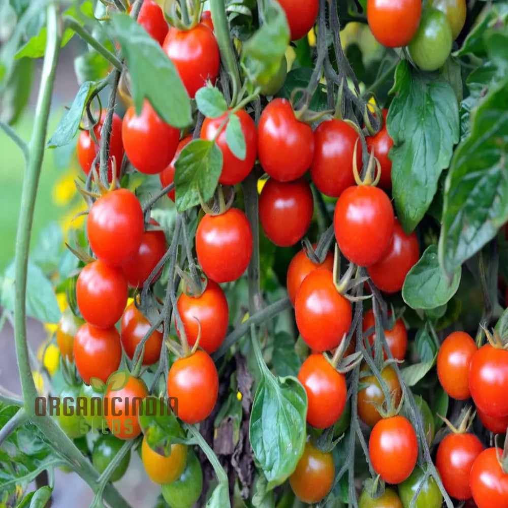 Cherry Tomato Vegetable Seeds - Sweet Juicy Tomatoes For Your Home Garden