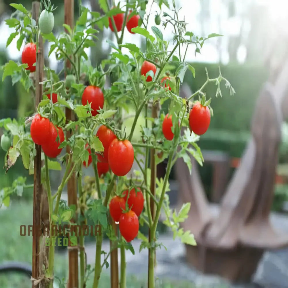 Cherry Tomato Vegetable Seeds - Sweet Juicy Tomatoes For Your Home Garden