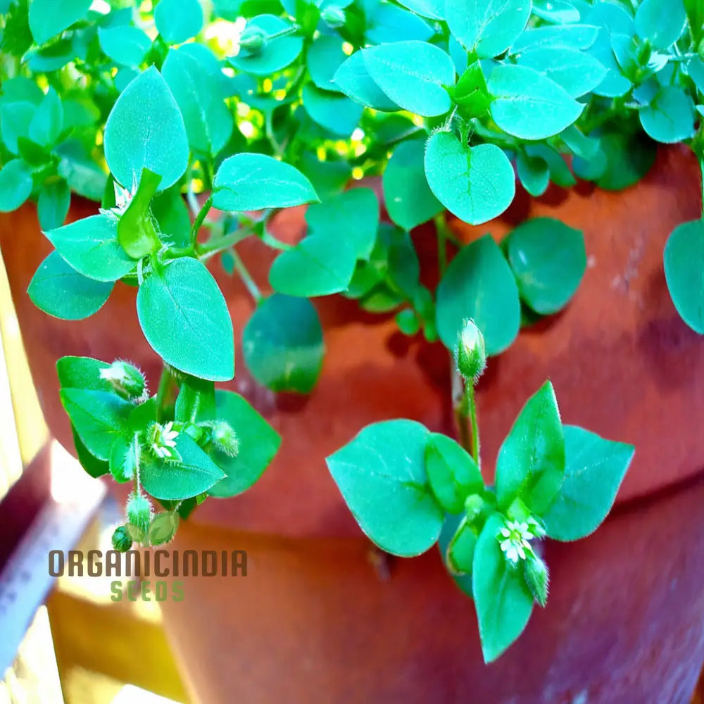 Chickweed Flower Seeds – Elevate Your Gardening Experience With Lush Green Blooms And Versatile