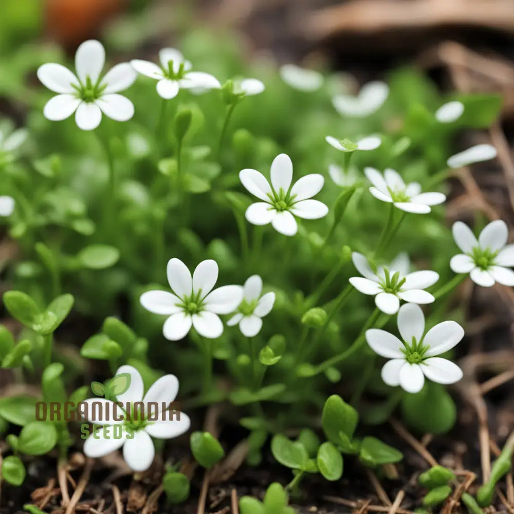 Chickweed Flower Seeds – Elevate Your Gardening Experience With Lush Green Blooms And Versatile