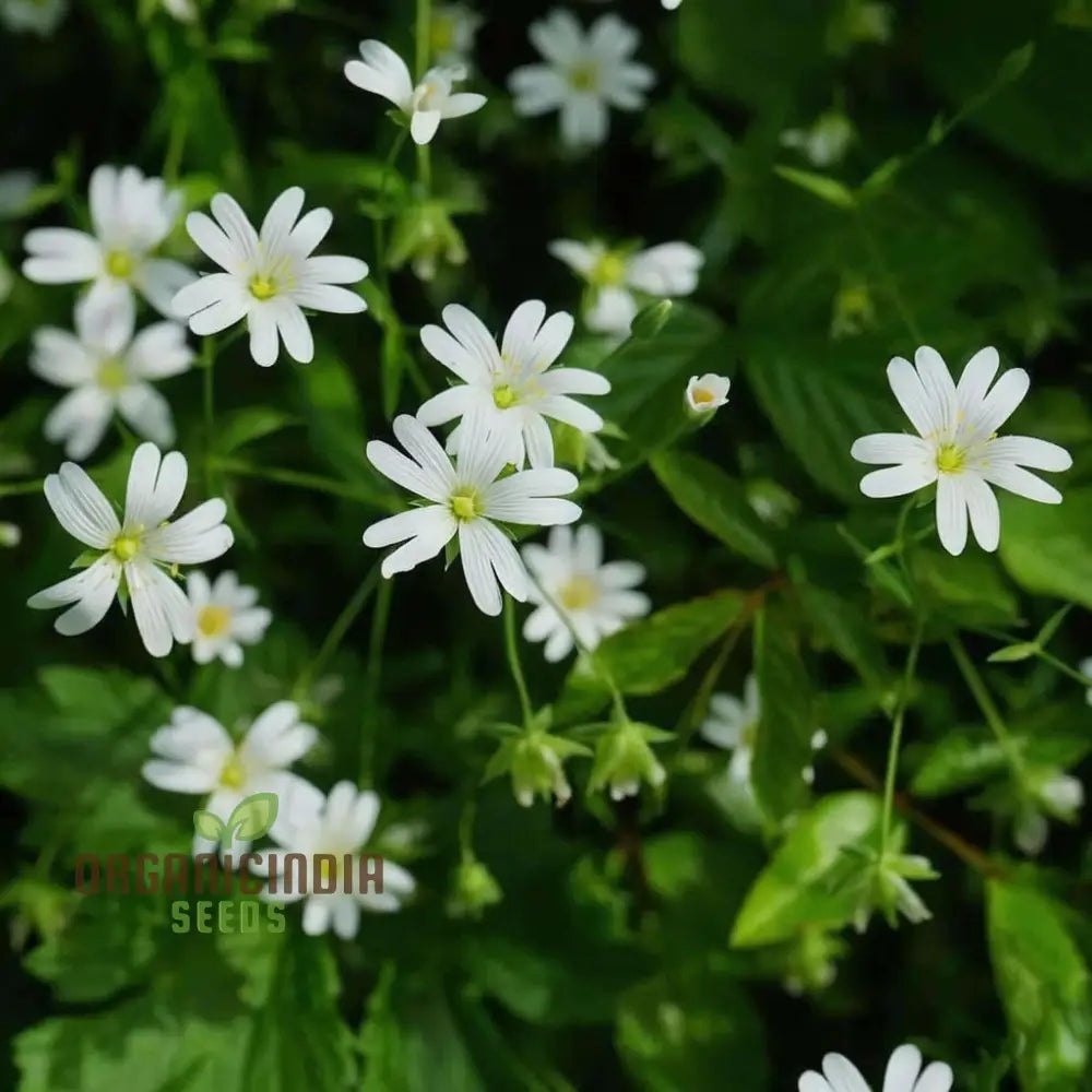 Chickweed Flower Seeds – Elevate Your Gardening Experience With Lush Green Blooms And Versatile