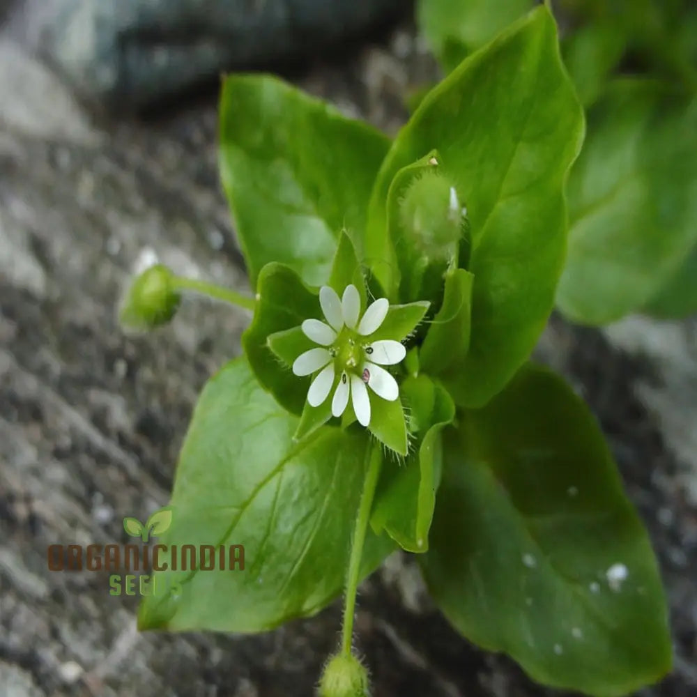 Chickweed Flower Seeds – Elevate Your Gardening Experience With Lush Green Blooms And Versatile