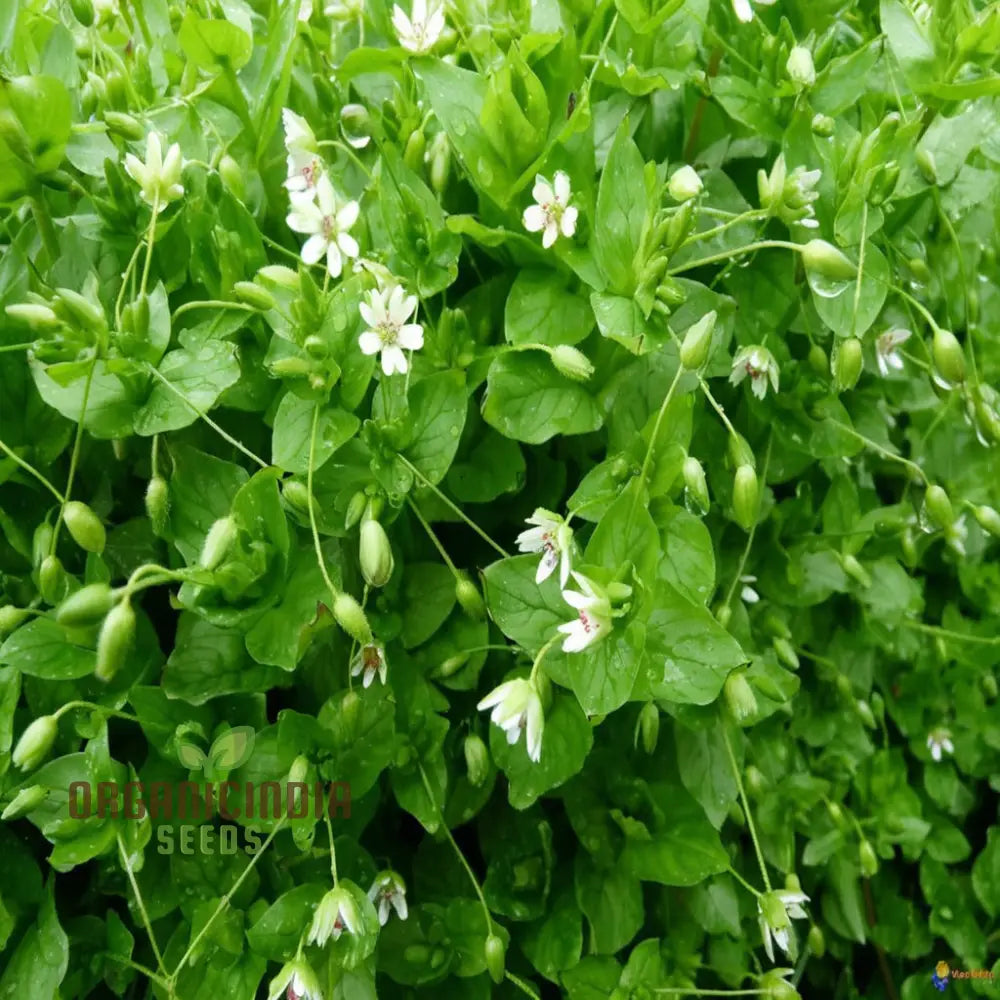 Chickweed Flower Seeds – Elevate Your Gardening Experience With Lush Green Blooms And Versatile