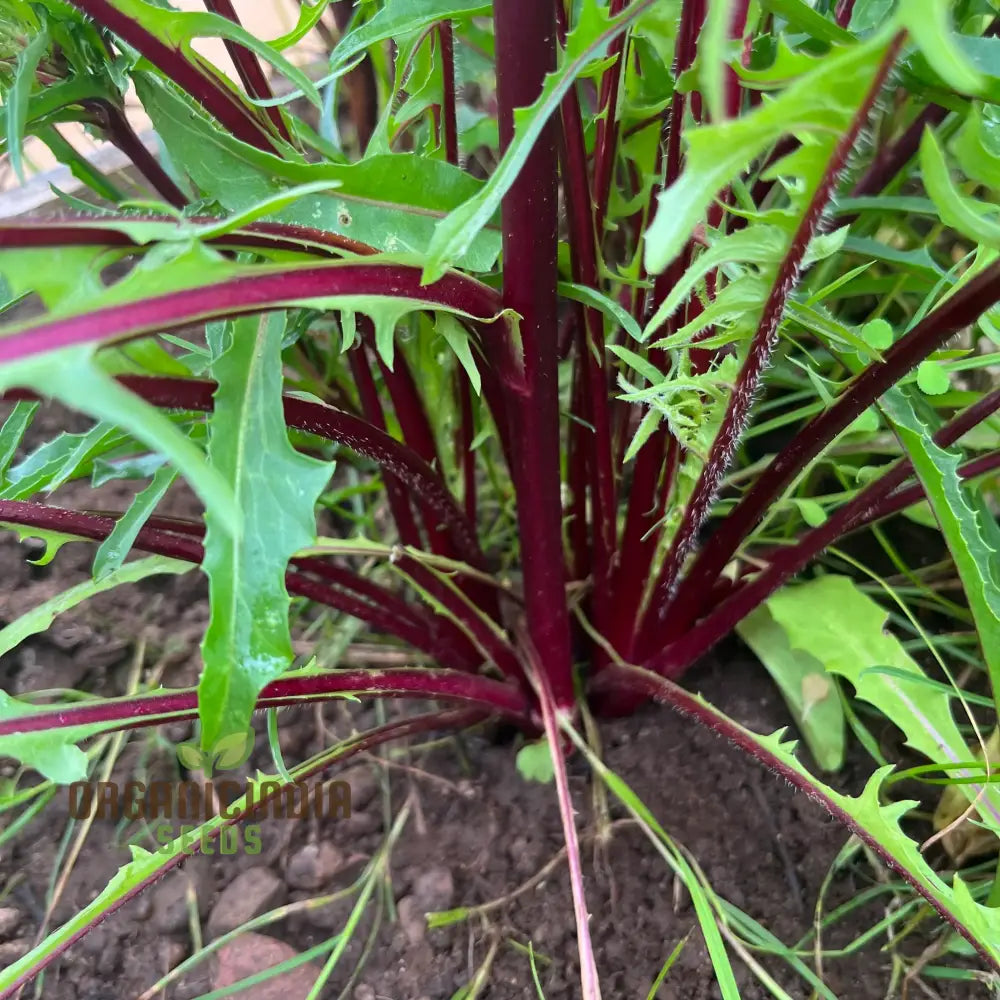 Chicory Italiko Rosso (Red Dandelion) Seeds For Planting Grow Vibrant Red In Your Garden