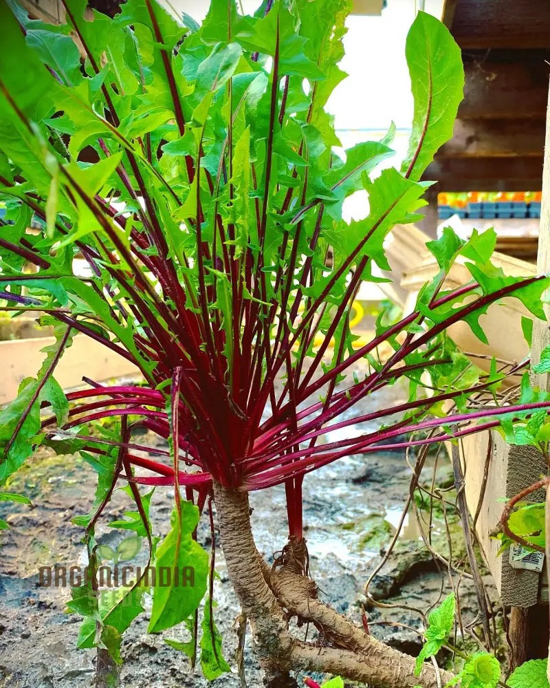 Chicory Italiko Rosso (Red Dandelion) Seeds For Planting Grow Vibrant Red In Your Garden