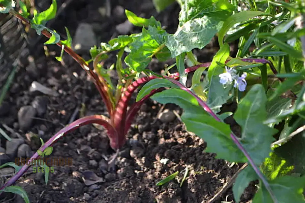 Chicory Italiko Rosso (Red Dandelion) Seeds For Planting Grow Vibrant Red In Your Garden