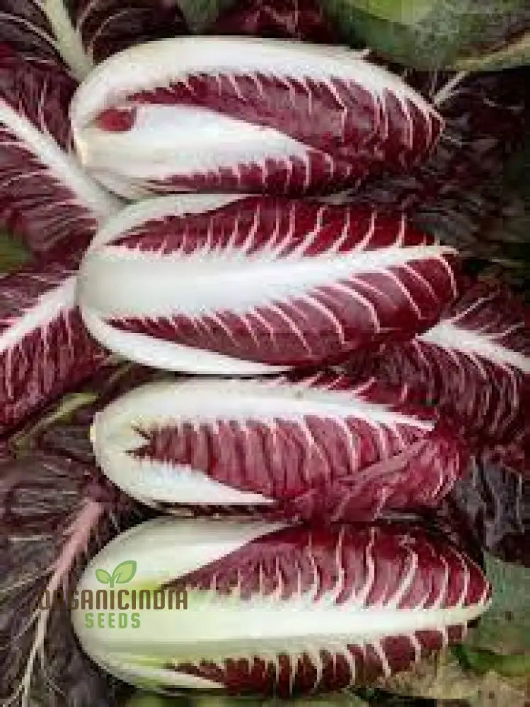 Chicory Rossa Di Treviso Seeds For Gardening – Premium Quality Your Garden