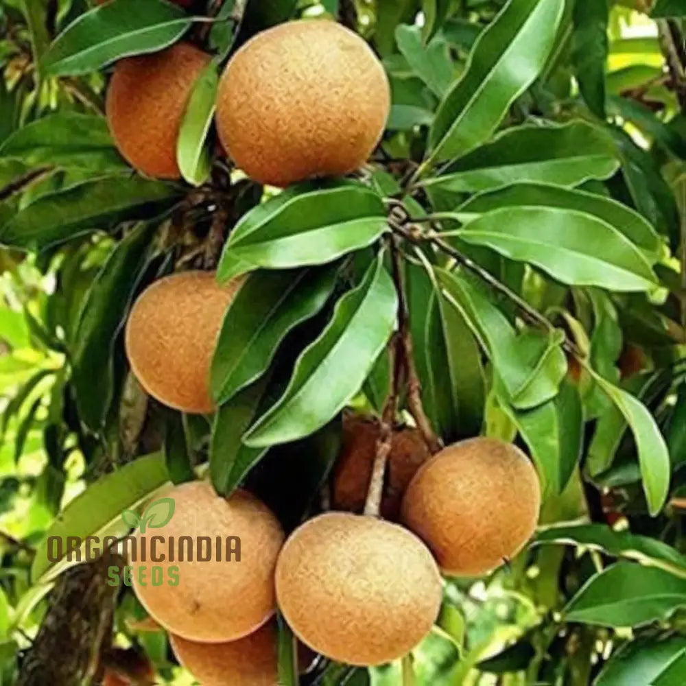 Chiku Fruit Seeds For Gardening Enthusiasts – Ideal Lush Productive Gardens