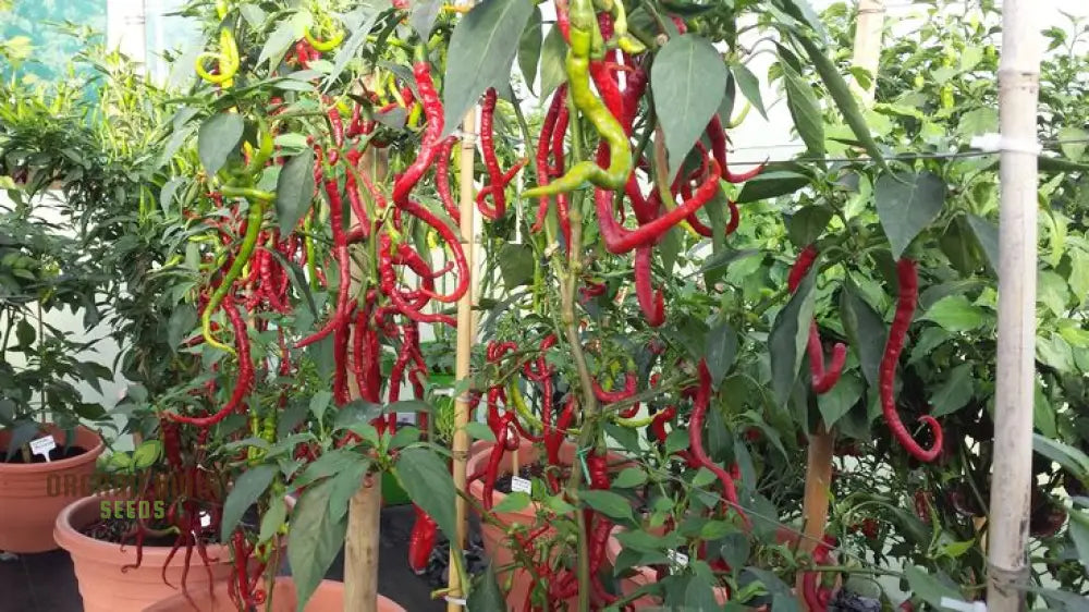 Chilli - Bangalore Whippet’s Tail Seeds For Planting And Gardening