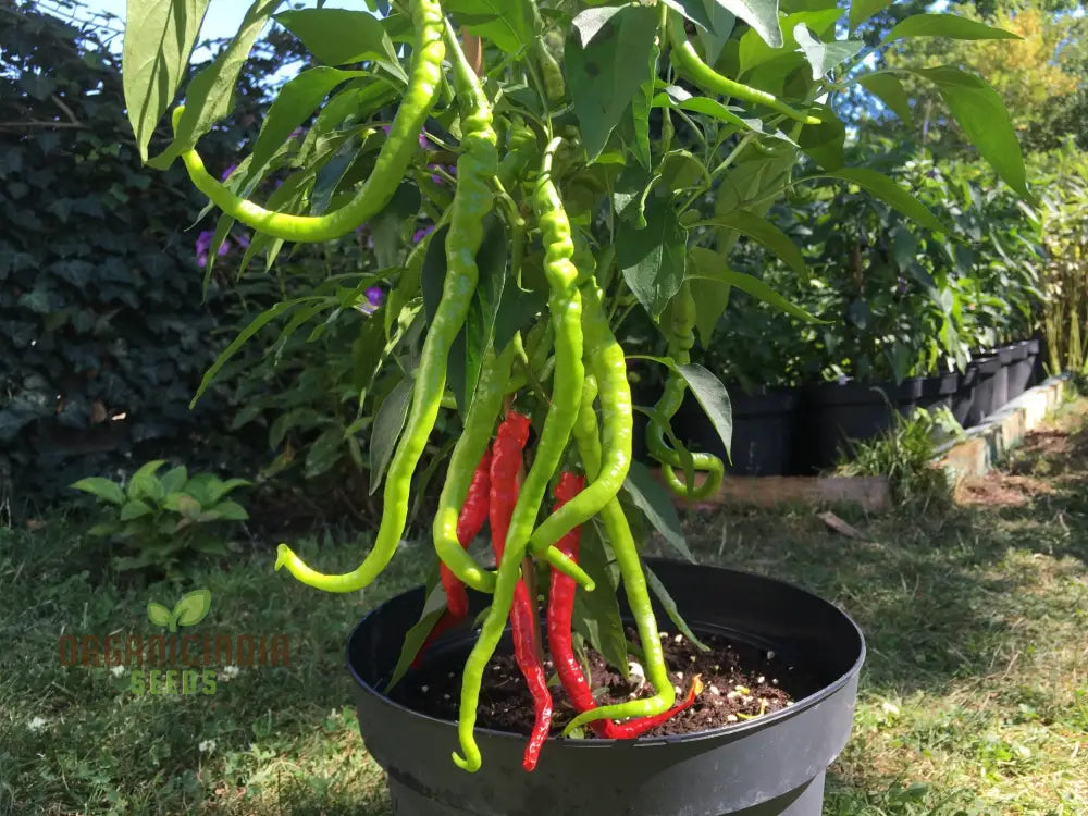 Chilli - Bangalore Whippet’s Tail Seeds For Planting And Gardening