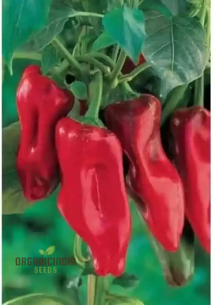 Chilli - Bido Tacana Red Seeds For Planting And Gardening Organic