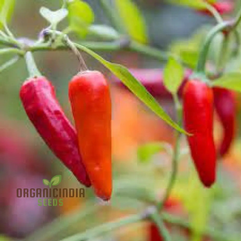 Chilli - Bido Tacana Red Seeds For Planting And Gardening Organic