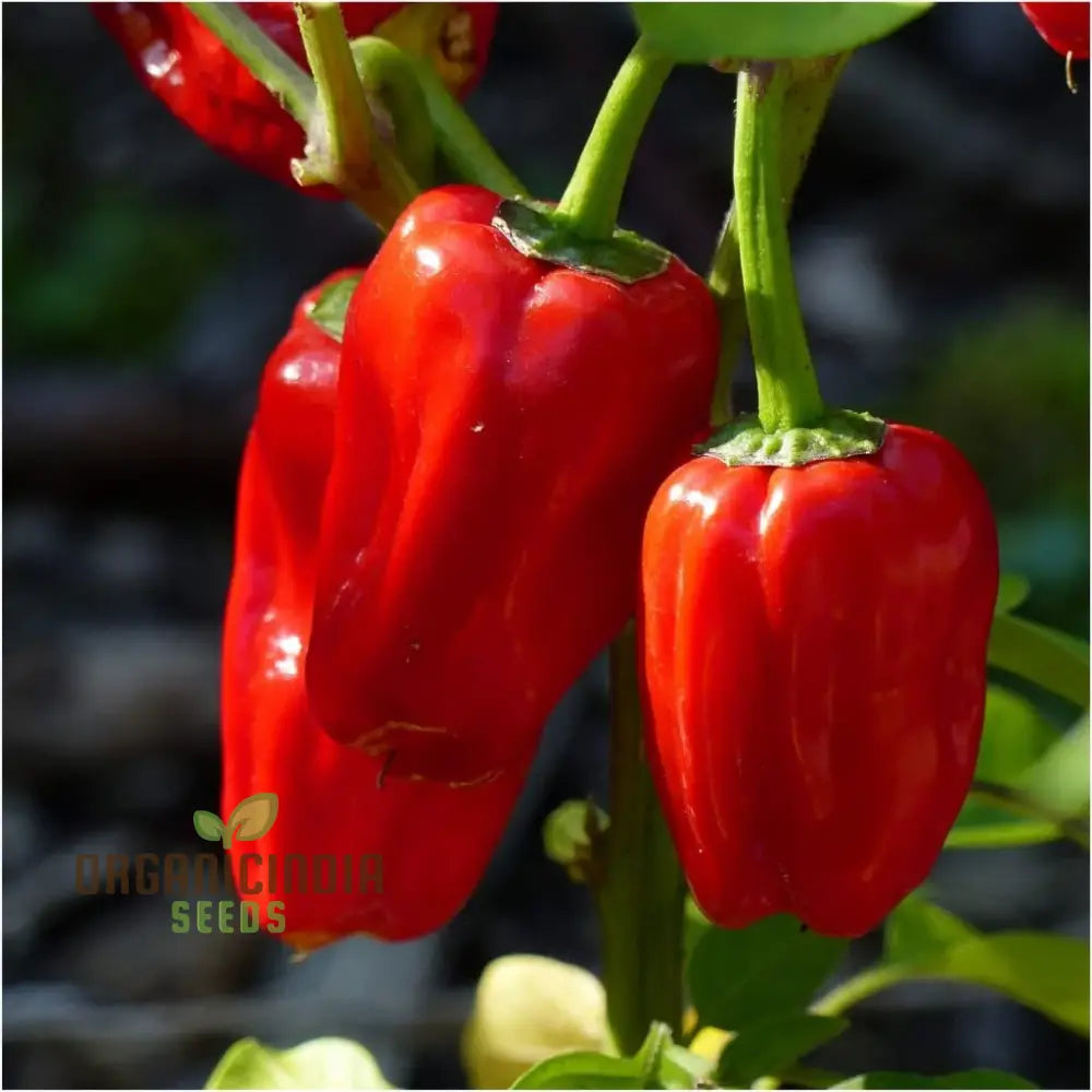 Chilli - Bido Tacana Red Seeds For Planting And Gardening Organic