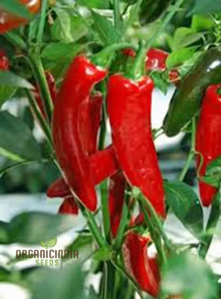 Chilli - Bido Tacana Red Seeds For Planting And Gardening Organic