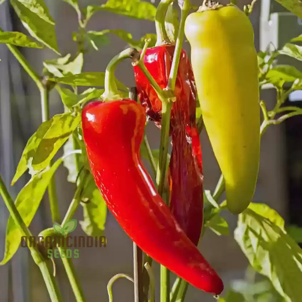 Chilli - Bido Tacana Red Seeds For Planting And Gardening Organic