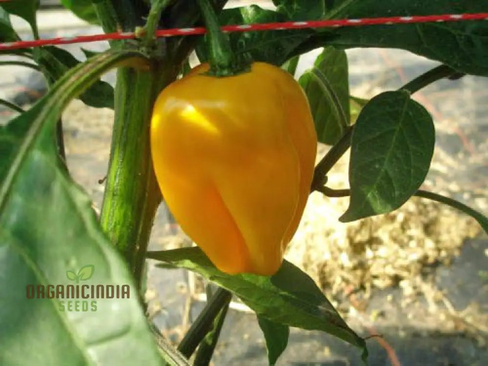 Chilli - Bido Tacana Yellow Seeds For Planting And Gardening | Premium Quality Organic