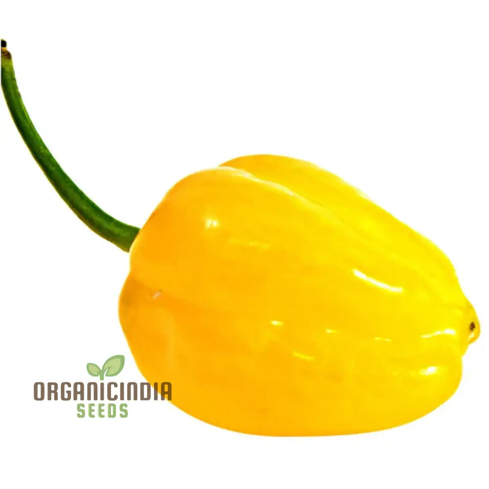 Chilli - Bido Tacana Yellow Seeds For Planting And Gardening | Premium Quality Organic