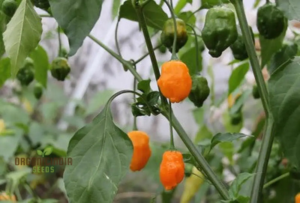 Chilli - Bido Tacana Yellow Seeds For Planting And Gardening | Premium Quality Organic