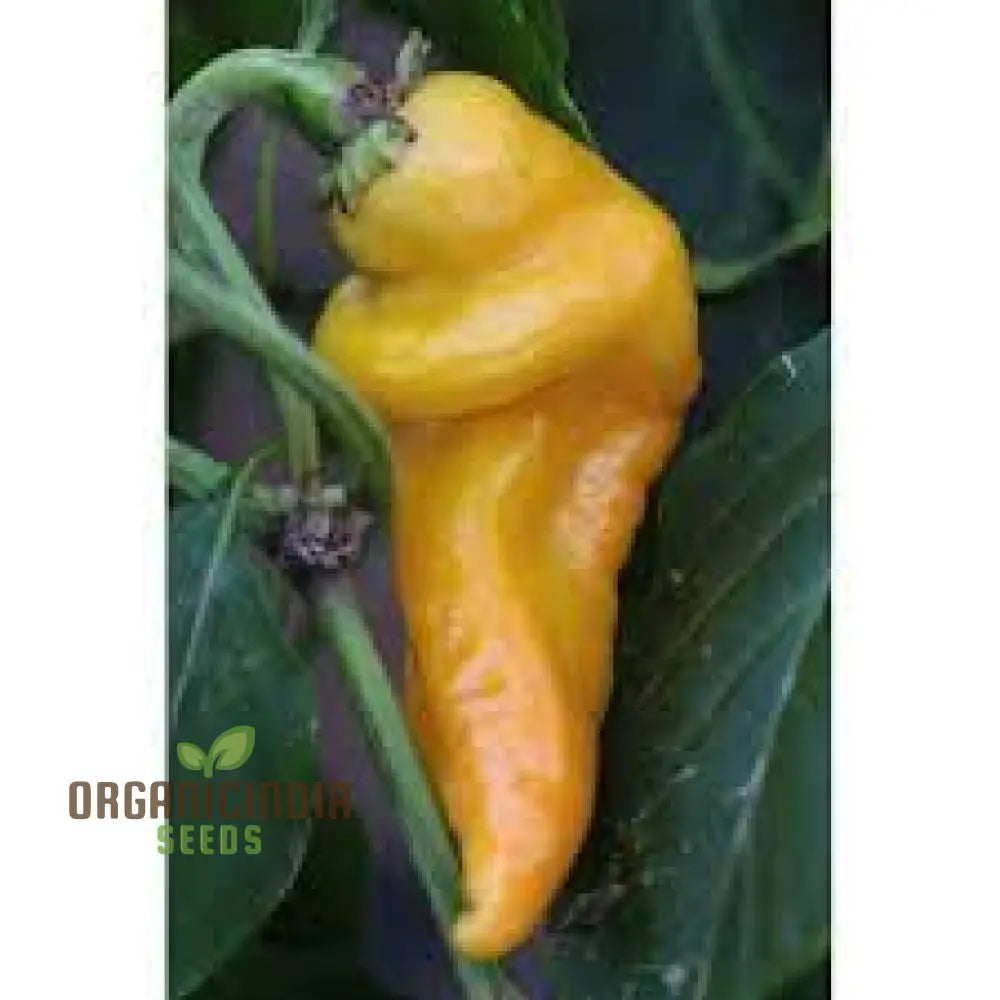 Chilli - Bido Tacana Yellow Seeds For Planting And Gardening | Premium Quality Organic