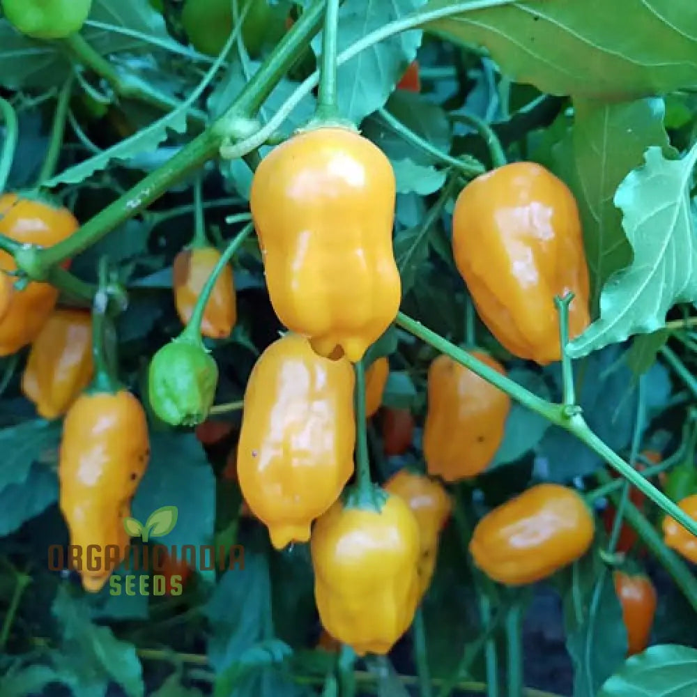 Chilli - Bido Tacana Yellow Seeds For Planting And Gardening | Premium Quality Organic