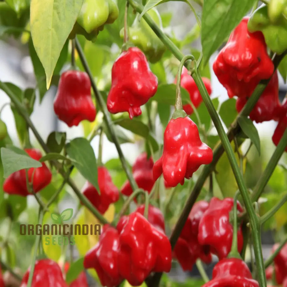 Chilli Bishops Crown Seeds - Unique And Flavorful Peppers For Your Garden