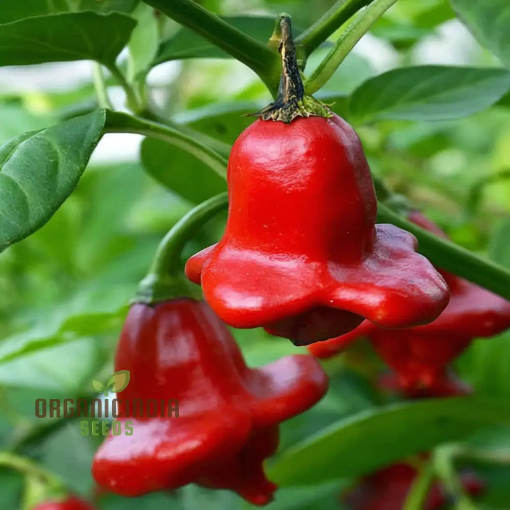 Chilli Bishops Crown Seeds - Unique And Flavorful Peppers For Your Garden