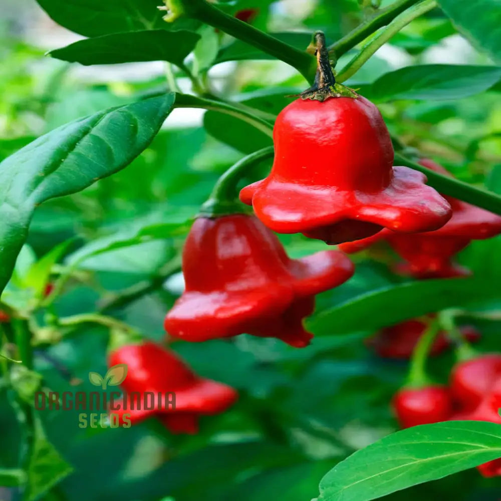 Chilli Bishops Crown Seeds - Unique And Flavorful Peppers For Your Garden