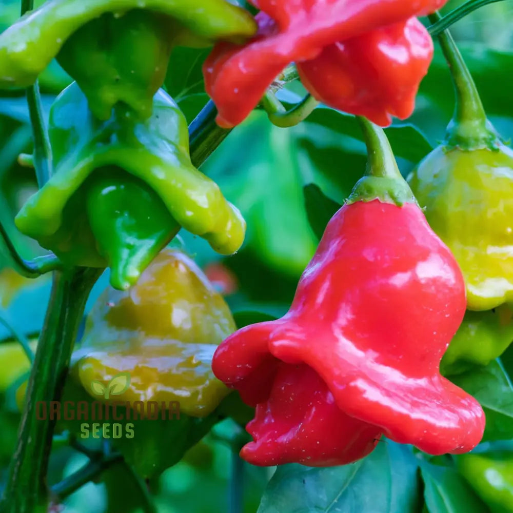 Chilli Bishops Crown Seeds - Unique And Flavorful Peppers For Your Garden