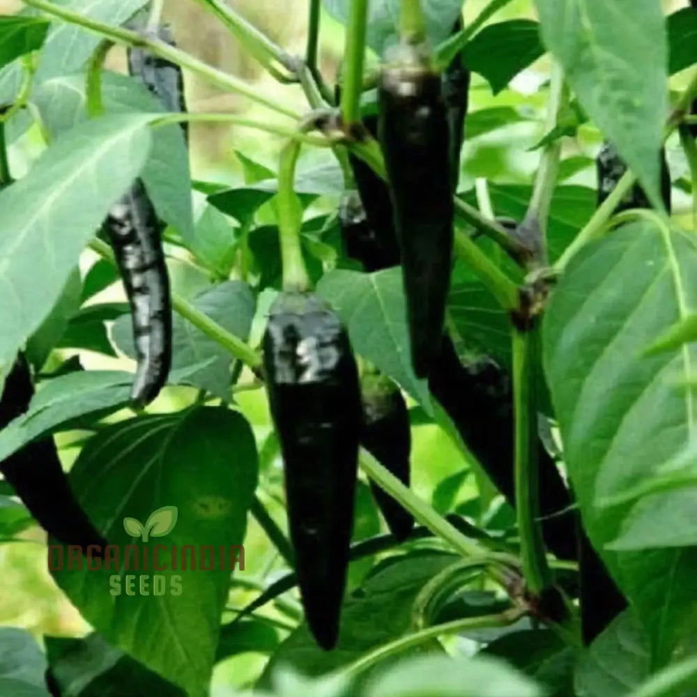 Chilli F1 Hybrid Deep Kali Vegetable Seeds Comprehensive Planting And Gardening Guide For Vibrant