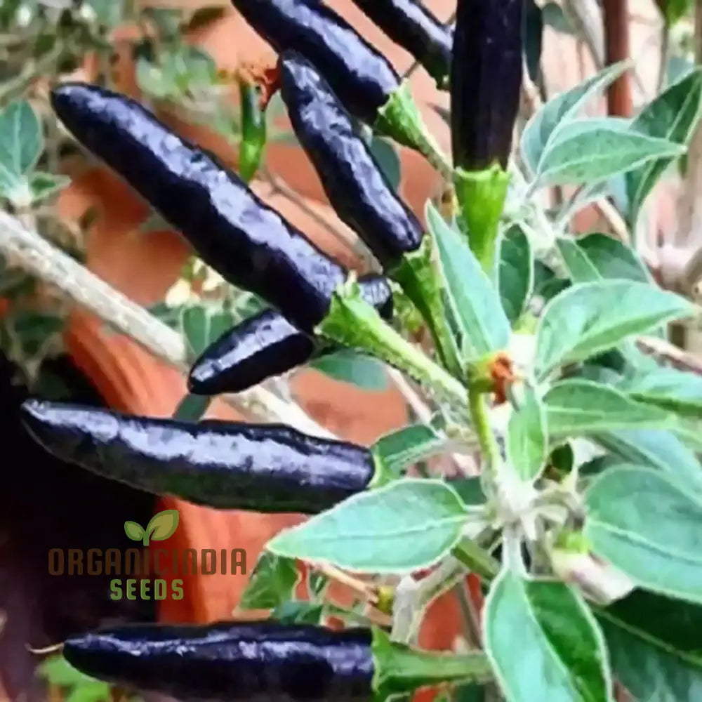 Chilli F1 Hybrid Deep Kali Vegetable Seeds Comprehensive Planting And Gardening Guide For Vibrant