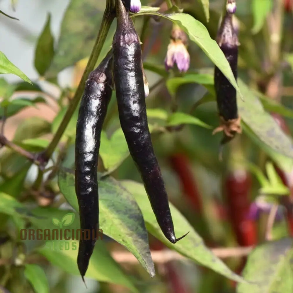 Chilli F1 Hybrid Deep Kali Vegetable Seeds Comprehensive Planting And Gardening Guide For Vibrant