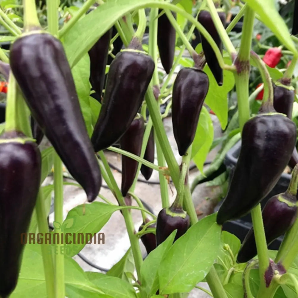 Chilli Gusto Purple Seeds - Grow Vibrant And Flavorful Peppers In Your Garden