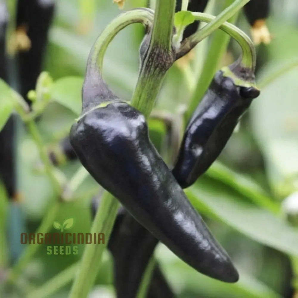 Chilli Gusto Purple Seeds - Grow Vibrant And Flavorful Peppers In Your Garden