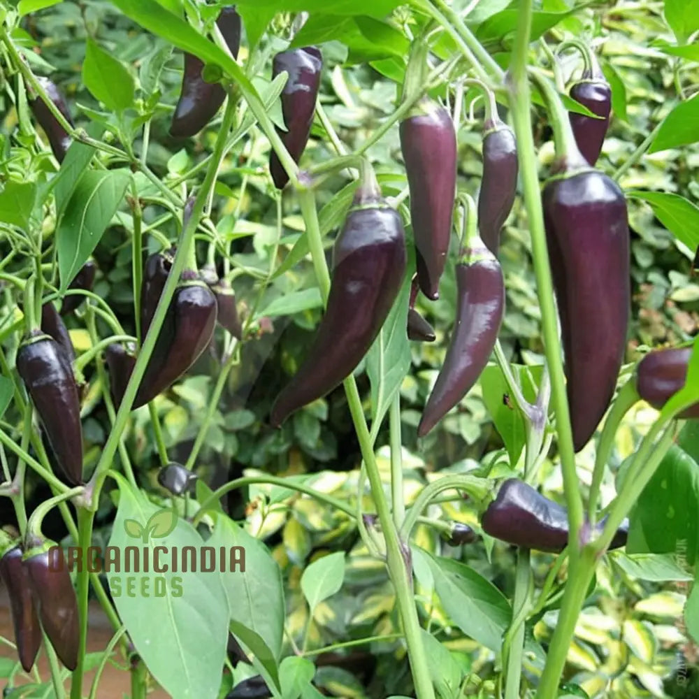 Chilli Gusto Purple Seeds - Grow Vibrant And Flavorful Peppers In Your Garden